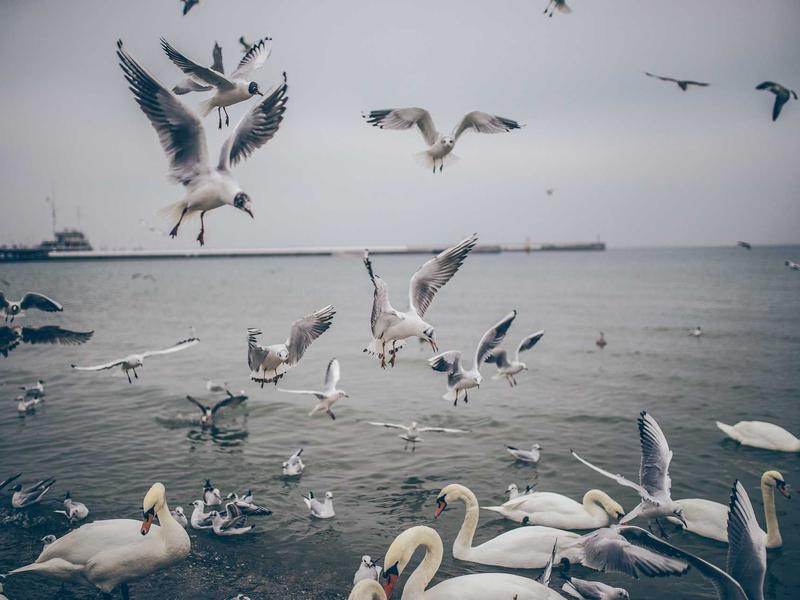 sudoku irregular boxes